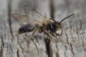 Andrena praecox.jpg